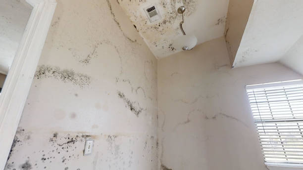 Forensic Mold Investigation in Kensington, CA