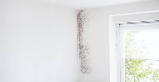 Best Attic Mold Removal  in Kensington, CA