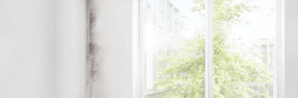Best Post-Construction Mold Inspection  in Kensington, CA
