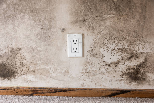 Best Water Damage & Mold Remediation  in Kensington, CA