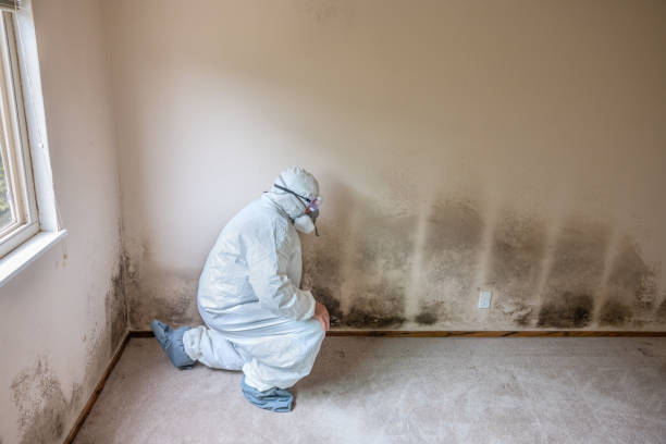 Best Mold Damage Restoration  in Kensington, CA