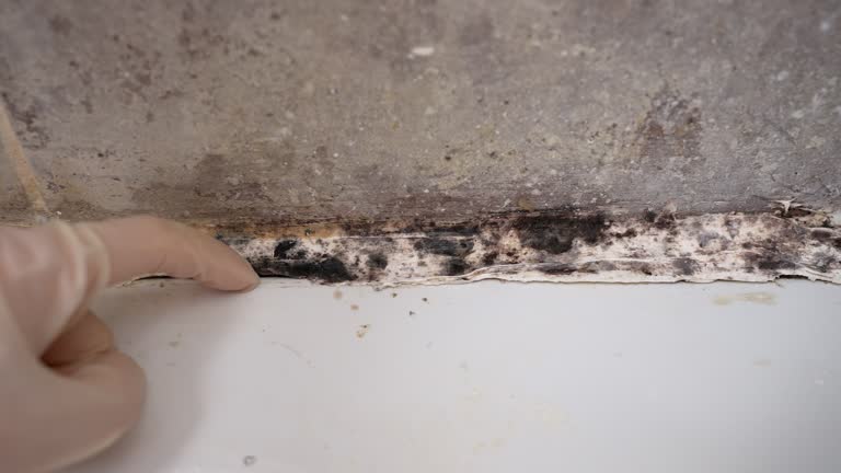 Best Air Quality Testing for Mold Spores  in Kensington, CA